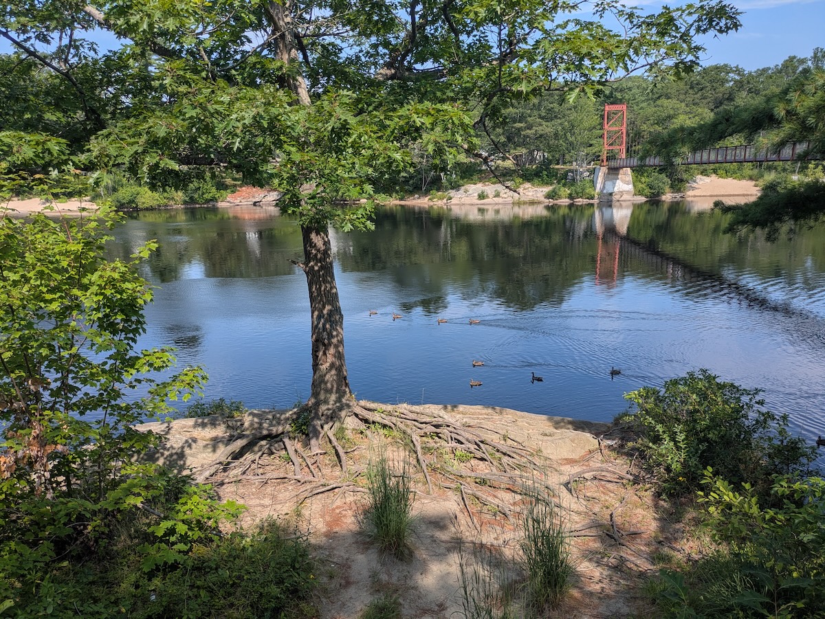 The ducks arrive for the 10:30 AM standup on the Androscoggin.