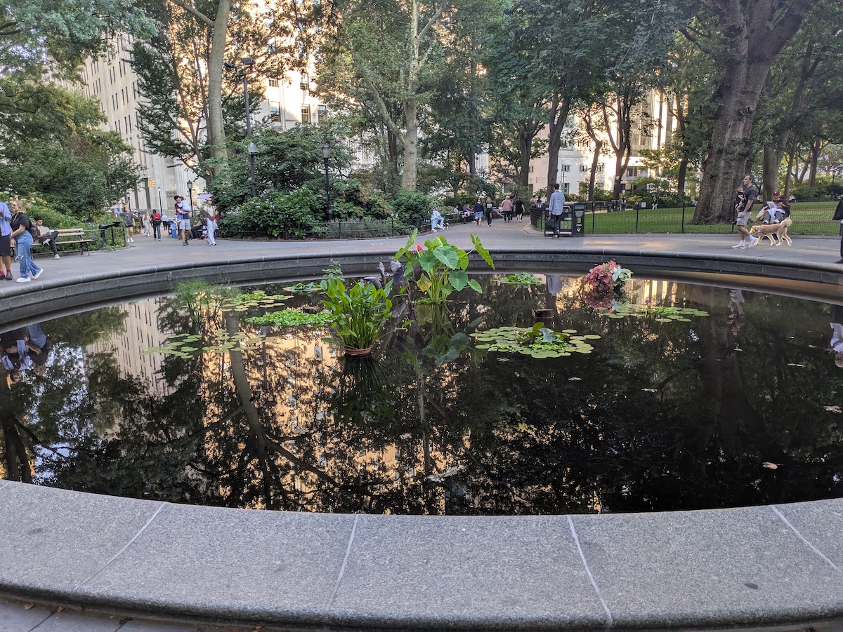 Lily pond in Madison Square Park